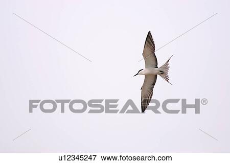 Stock Photo - Common tern in flight. Fotosearch