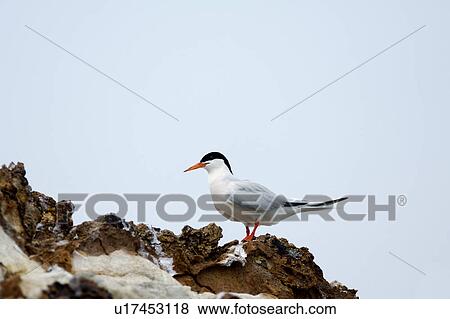 Common tern standing on eroded rock View Large Photo Image Stock Photo - Common tern standing on eroded rock. Fotosearch