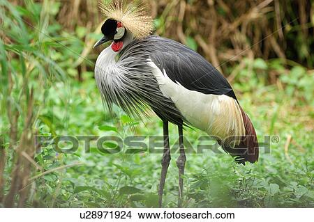 Picture - East African Crowned Crane. Fotosearch