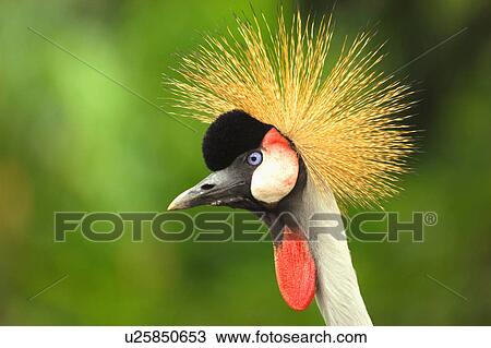 Stock Image - East African Crowned Crane. Fotosearch