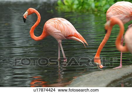 Ereater Flamingos, Cranes at water's edge View Large Photo Image Picture - Ereater Flamingos, Cranes at water's edge. Fotosearch
