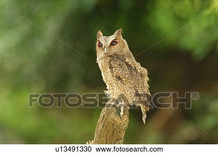 Stock Image - Eurasian Scops Owl standing on stump. Fotosearch