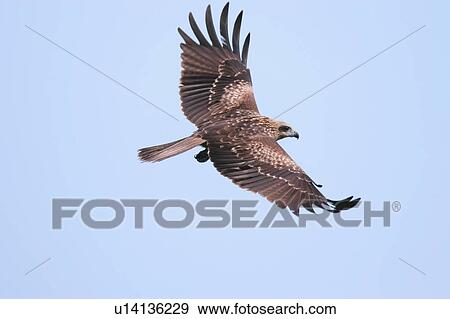 Eurasian Sparrowhawk in flight View Large Photo Image Stock Photo - Eurasian Sparrowhawk in flight. Fotosearch
