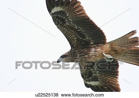 Stock Photo - Eurasian Sparrowhawk in flight. Fotosearch