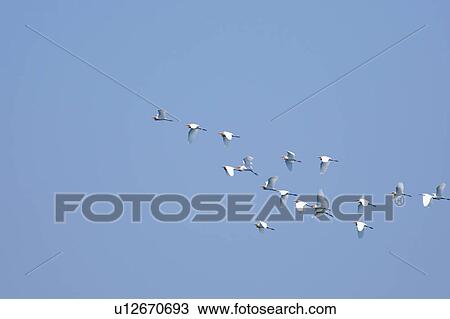 Stock Image - Flock of birds flying in sky. Fotosearch
