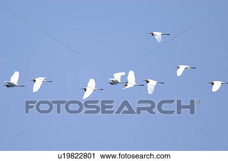 Flock of birds flying in the sky View Large Photo Image Stock Image - Flock of birds flying in the sky. Fotosearch