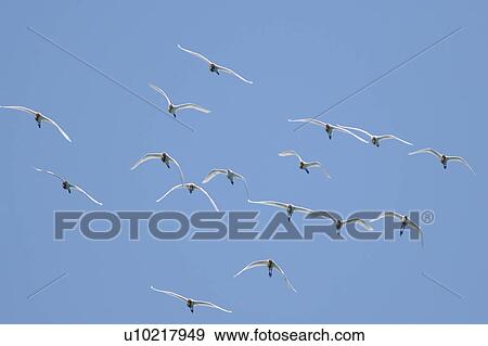 Flock of birds in flight View Large Photo Image Stock Photo - Flock of birds in flight. Fotosearch