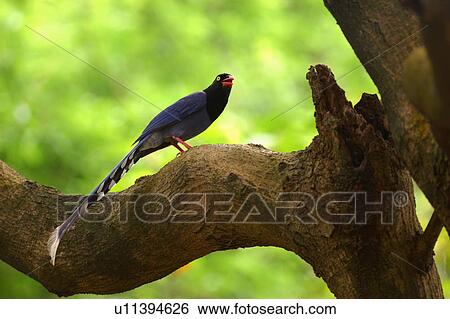 Stock Photograph - Formosan Magpie perching on tree. Fotosearch