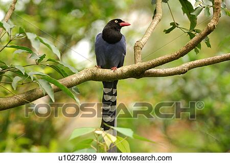 Formosan Magpie View Large Photo Image Stock Photo - Formosan Magpie. Fotosearch