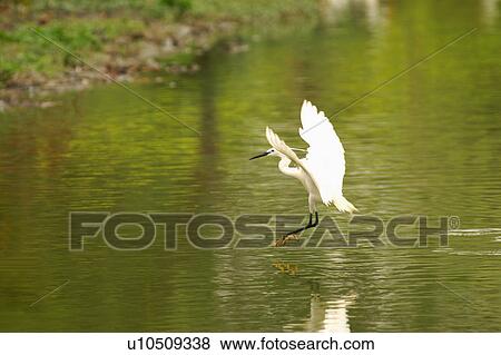 Stock Photo - Little egret with spread wings over river. Fotosearch