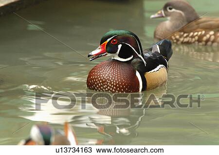 Stock Image - Mandarin Ducks floating on water. Fotosearch