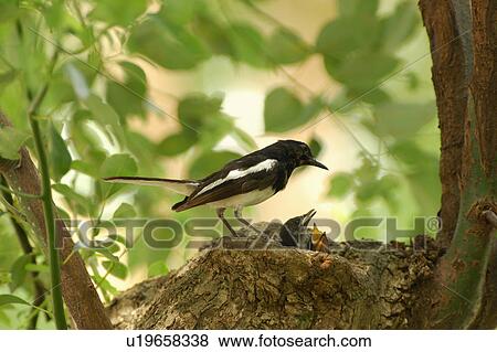 Stock Photo - Mother bird and young birds at nest. Fotosearch