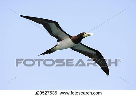 One bird in flight View Large Photo Image Stock Photography - One bird in flight. Fotosearch