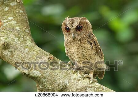 Owl standing on branch View Large Photo Image Picture - Owl standing on branch. Fotosearch