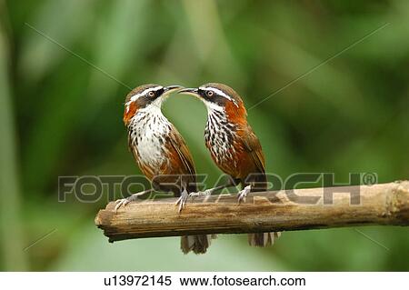 Stock Photography - Streak-Breasted Scimitar-Babbler. Fotosearch
