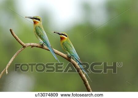 Two birds perching on branch View Large Photo Image Stock Photo - Two birds perching on branch. Fotosearch