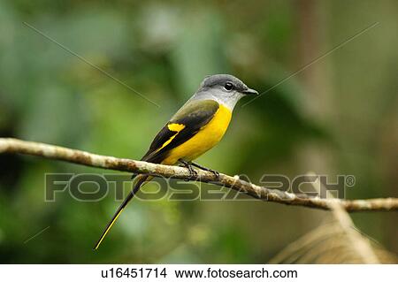 Picture - Yellow wagtail standing on branch. Fotosearch