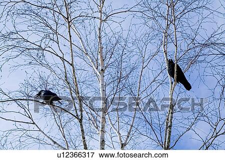 Japan, Hokkaido Bears, Birds on tree View Large Photo Image Stock Photo - Japan, Hokkaido Bears, Birds on tree. Fotosearch