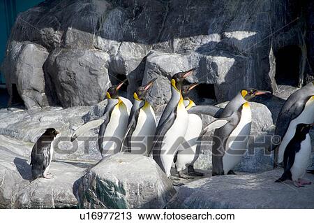 Stock Image - Japan, Hokkaido, Emperor Penguins. Fotosearch