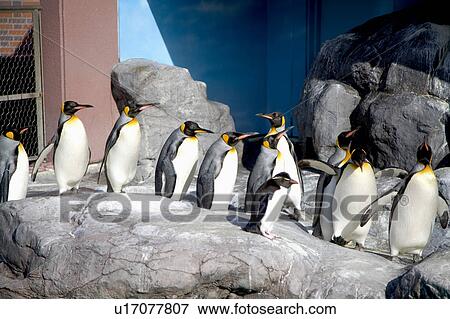 Stock Photo - Japan, Hokkaido, Emperor Penguins. Fotosearch