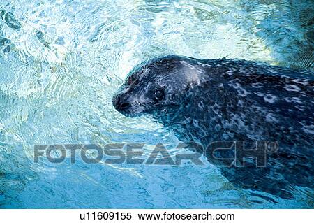 Japan, Hokkaido, sea lion View Large Photo Image Stock Photography - Japan, Hokkaido, sea lion. Fotosearch
