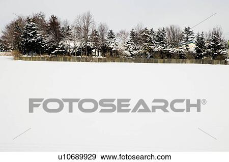 Stock Photo - Japan, Hokkaido, snow covered trees. Fotosearch