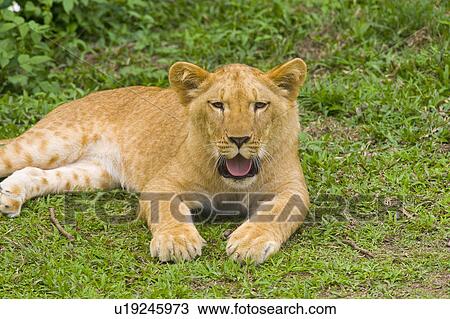 Stock Image - "A Female lion, Taiwan, Taipei, Taipei Zoo". Fotosearch