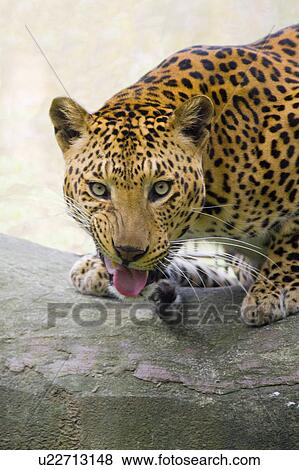 "A furious cheetah, Taiwan, Taipei, Taipei Zoo" View Large Photo Image Stock Photo - "A furious cheetah, Taiwan, Taipei, Taipei Zoo". Fotosearch
