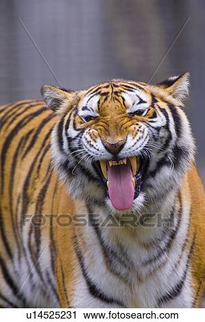 Stock Image - "A roaring tiger, Taiwan, Taipei, Taipei Zoo". Fotosearch