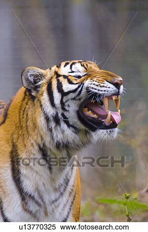 Stock Photography - "A Roaring Tiger, Taiwan, Taipei, Taipei Zoo". Fotosearch