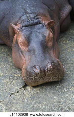 "A sleeping hippo, Taiwan, Taipei, Taipei Zoo" View Large Photo Image Stock Photo - "A sleeping hippo, Taiwan, Taipei, Taipei Zoo". Fotosearch
