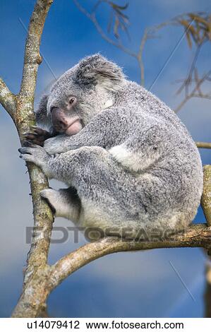 Stock Image - "A Sleeping Koala, Taiwan, Taipei, Taipei Zoo". Fotosearch