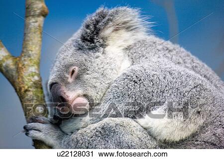 "A sleeping koala, Taiwan, Taipei, Taipei Zoo" View Large Photo Image Stock Image - "A sleeping koala, Taiwan, Taipei, Taipei Zoo". Fotosearch
