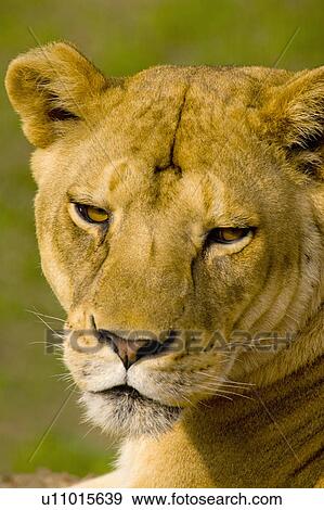 "A sleepy lioness, Taiwan, Taipei, Taipei Zoo" View Large Photo Image Stock Photo - "A sleepy lioness, Taiwan, Taipei, Taipei Zoo". Fotosearch