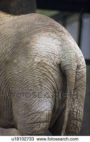 Stock Image - "African Elephant, Taiwan, Taipei, Taipei Zoo". Fotosearch