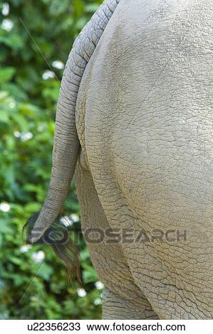 Stock Image - "African Elephant, Taiwan, Taipei, Taipei Zoo". Fotosearch