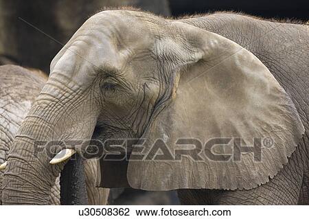 Stock Image - "African Elephant, Taiwan, Taipei, Taipei Zoo". Fotosearch