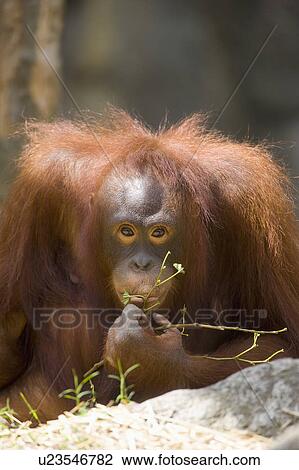 Stock Image - "An Eating Orangutan, Taiwan, Taipei, Taipei Zoo". Fotosearch
