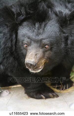 "Black Bear, Taiwan, Taipei, Taipei Zoo" View Large Photo Image Stock Image - "Black Bear, Taiwan, Taipei, Taipei Zoo". Fotosearch