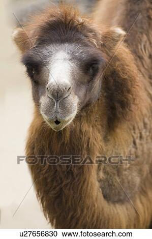 Stock Image - "Camel, Taiwan, Taipei, Taipei Zoo". Fotosearch
