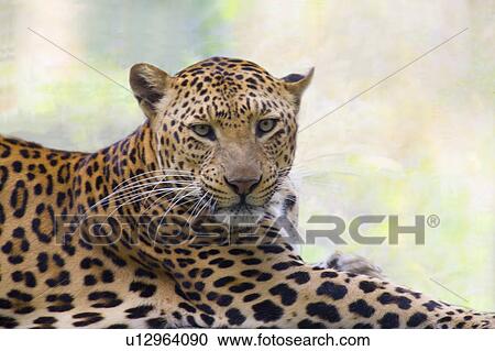 "Cheetah, Taiwan, Taipei, Taipei Zoo" View Large Photo Image Stock Image - "Cheetah, Taiwan, Taipei, Taipei Zoo". Fotosearch