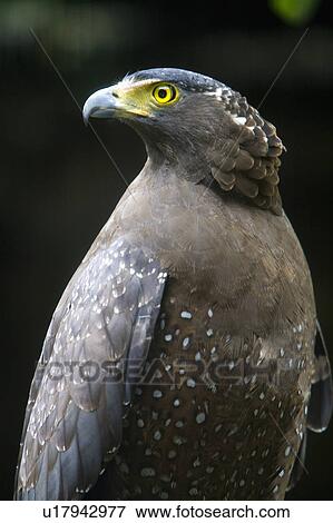 "Creasted Serpent Eagle, Taiwan, Taipei, Taipei Zoo" View Large Photo Image Stock Photo - "Creasted Serpent Eagle, Taiwan, Taipei, Taipei Zoo". Fotosearch