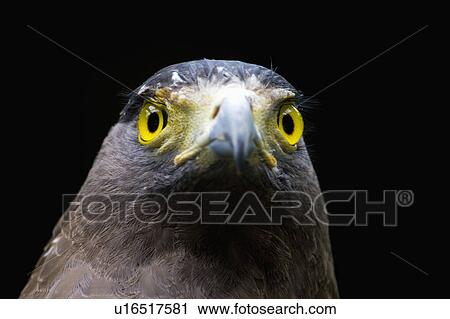 "Crested Serpent Eagle, Taiwan, Taipei, Taipei Zoo" View Large Photo Image Stock Image - "Crested Serpent Eagle, Taiwan, Taipei, Taipei Zoo". Fotosearch