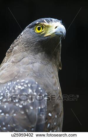 Stock Image - "Crested serpent eagle, Taiwan, Taipei, Taipei Zoo". Fotosearch