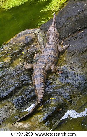 Stock Photo - "Crocodile, Taiwan, Taipei, Taipei Zoo". Fotosearch