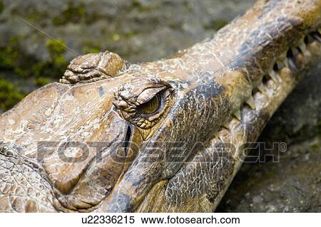 "Crocodile, Taiwan, Taipei, Taipei Zoo" View Large Photo Image Stock Photography - "Crocodile, Taiwan, Taipei, Taipei Zoo". Fotosearch