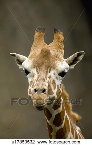 "Cute Giraffe, Taiwan, Taipei, Taipei Zoo" View Large Photo Image Stock Image - "Cute Giraffe, Taiwan, Taipei, Taipei Zoo". Fotosearch
