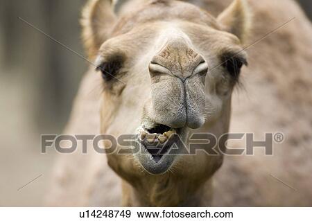 "Dromedary camel, Taiwan, Taipei, Taipei Zoo" View Large Photo Image Stock Photo - "Dromedary camel, Taiwan, Taipei, Taipei Zoo". Fotosearch