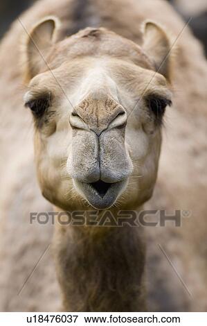 Stock Photo - "Dromedary Camel, Taiwan, Taipei, Taipei Zoo". Fotosearch