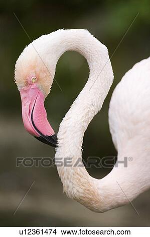 Picture - "Ereater Flamingo, Taiwan, Taipei, Taipei Zoo". Fotosearch